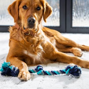 Dog siting on carpet | CarpetsPlus COLORTILE of Hutchinson